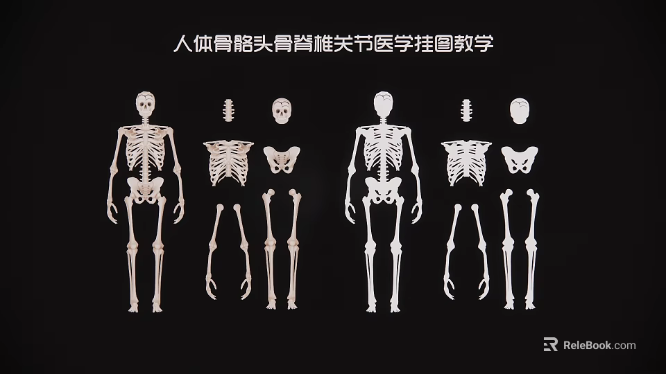 Educational Human Skeleton Medical Teaching Wall Chart with Skull Spine and Joints 3d model 