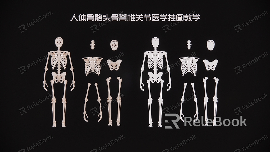 human skeleton skull spine joint medical wall chart teaching model