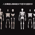 Educational Human Skeleton Medical Teaching Wall Chart with Skull Spine and Joints