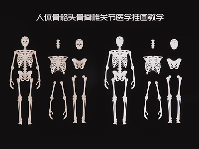 Educational Human Skeleton Medical Teaching Wall Chart with Skull Spine and Joints 3d model