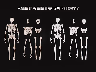 human skeleton skull spine joint medical wall chart teaching 3d model