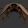 Detailed Horseshoe Crab Body Structure With Carapace Telson Legs And Antennae