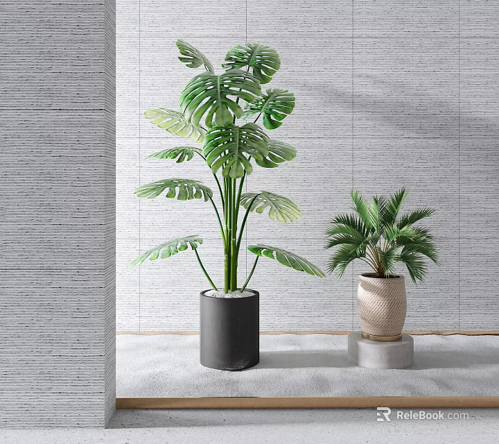 Monstera And Palm Potted Plants In Black Beige Pots On White Countertop With Gray Wall 3d model 