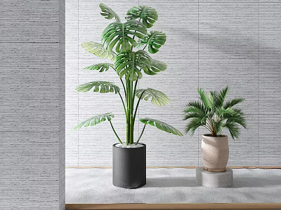 Monstera And Palm Potted Plants In Black Beige Pots On White Countertop With Gray Wall 3d model