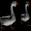 Two White Geese With Orange Beaks And Webbed Feet Against Black Background