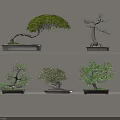 Bonsai Plants Arranged On Two Floating Shelves With Light Colored Wall Background 3d model