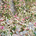 Lush Climbing Vines With Green And Pink Leaves Growing On White Wall Decoration