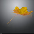 Vibrant Autumn Maple Leaf with Yellow and Orange Tones on Dark Background 3d model