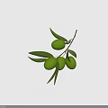 Green Olive Branch With Fresh Green Olives And Vibrant Leaves On White Background
