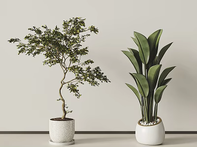 Bonsai Potted Plants With Curved Branches And Large Green Leaves In White Pots Against Light Background 3d model