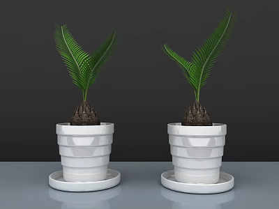 Lush Bonsai Potted Plants In Geometric Textured White Pots With Saucers 3d model