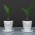 Lush Bonsai Potted Plants In Geometric Textured White Pots With Saucers