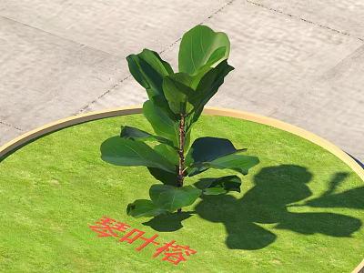 Fiddle Leaf Fig Plant On Circular Grass Lawn With Golden Border And Gray Stone Pavement 3d model