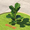 Fiddle Leaf Fig Plant On Circular Grass Lawn With Golden Border And Gray Stone Pavement