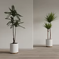 Indoor Potted Plants with Feathery and Sword Like Leaves in White Gold Rimmed Planters