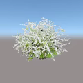 Lush Green Bush With Abundant White Small Flowers In Full Bloom