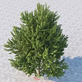 Lush Green Tree With Vibrant Foliage Growing On Paved Brick Ground Outdoor