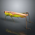 Green and Brown Grasshopper on Dark Background with Reflection Long Legs and Isolated View