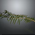 Natural Pine Branch With Green Leaves And Brown Stem On Gray Background