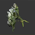 Single Blooming White Rose With Green Leaves On Dark Background