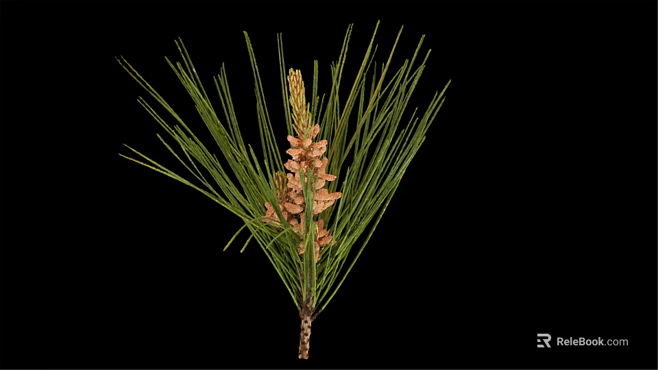 Pine Branch With Green Needles And Brown Cones On Black Background 3d model 