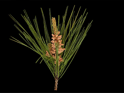 Pine Branch With Green Needles And Brown Cones On Black Background 3d model