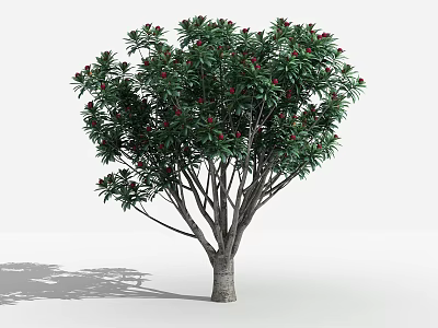 Lush Arbor Tree with Dense Green Leaves and Red Flowers Casting Natural Shadow 3d model