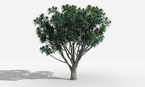 modern tree bayberry 3d model