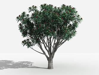 modern tree bayberry 3d model