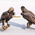 Two Majestic Eagles Standing On Wood Perches At Different Angles With Brown Black Feathers
