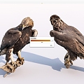 Modern Eagle Bird Golden Eagle 3d model