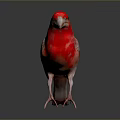 Vibrant Red Bird Standing on Black Surface with Gray Gradient Background