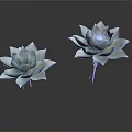 Two Light Blue Succulent Plants Beautifully Displayed On Dark Background