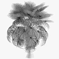 Lush Green Palm Trees With Fan Shaped Leaves Thriving In Outdoor Garden Space