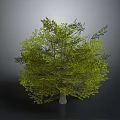 Realistic 3D Tree Model With Lush Green Foliage And Brown Trunk