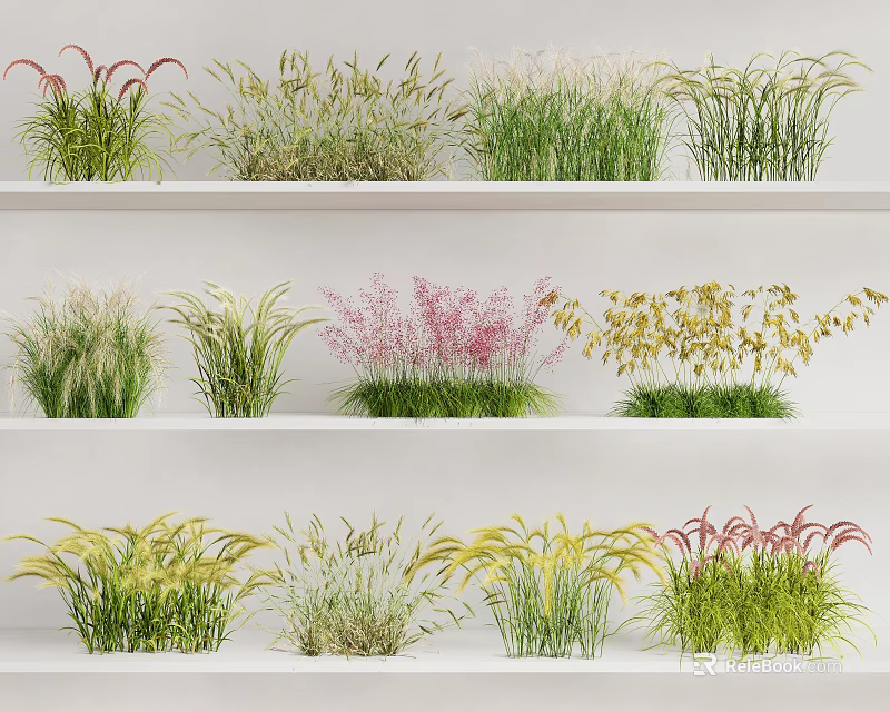 Various Colorful Grass Varieties Displayed on Layered White Shelves with Green Pink Yellow Hues 3d model 