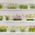 Various Colorful Grass Varieties Displayed on Layered White Shelves with Green Pink Yellow Hues