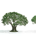 Three Arbor Trees With Lush Green Foliage Different Canopy Shapes And Thick Trunks 3d model