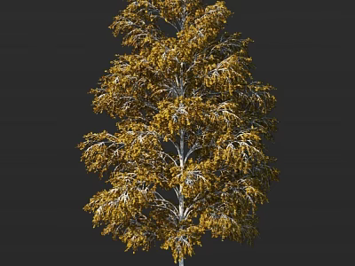Golden Leaf Arbor With White Trunk And Graceful Canopy In Natural Landscape 3d model