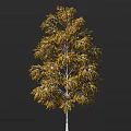 Golden Leaf Arbor With White Trunk And Graceful Canopy In Natural Landscape