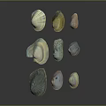 Various Colorful Seashells With Different Shapes Displayed On Dark Background
