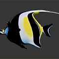 Colorful Tropical Butterflyfish With Black White Yellow Blue Stripes And Long Fins