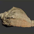 Beautiful Light Brown Orange Conch Shell with Textured Surface on Black Background and Reflection 3d model