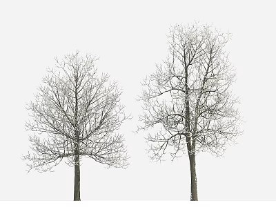 Two Leafless Trees With Snow Covered Branches Against White Winter Background 3d model