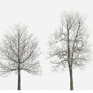 Plant Tree Snow Tree Winter Tree Big Tree 3d model