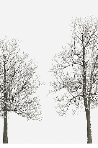 Plant Tree Snow Tree Winter Tree Big Tree 3d model