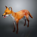 Standing Red Fox with Orange and White Fur 3D Rendered Isolated on Gray Background