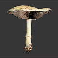 Fresh White Mushroom Vegetable Featuring Cap with Brown Spots and Yellow Fragments on Dark Background