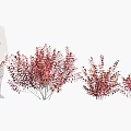 Vibrant Pink Leaf Shrubs In Various Sizes For Garden Landscape Arrangement