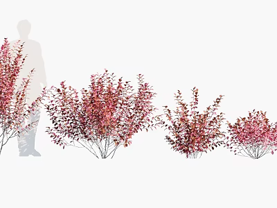 Vibrant Pink Leaf Shrubs In Various Sizes For Garden Landscape Arrangement 3d model